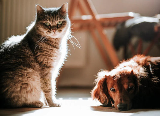 Kidney-Friendly Diets for Cats and Dogs: How Nutrition Supports Renal Health