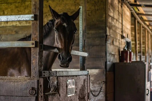 Elevating Equine Wellness through Expert Nutrition
