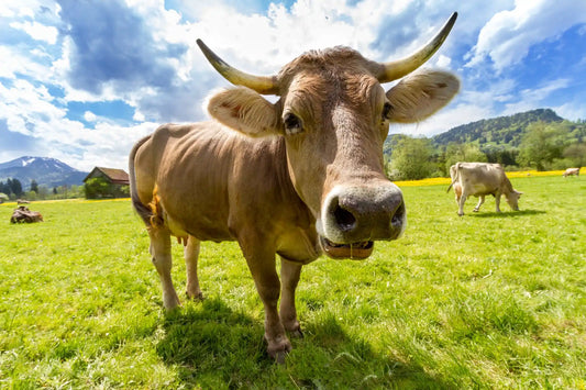 Ruminant Nutrition: Enhancing Health and Productivity