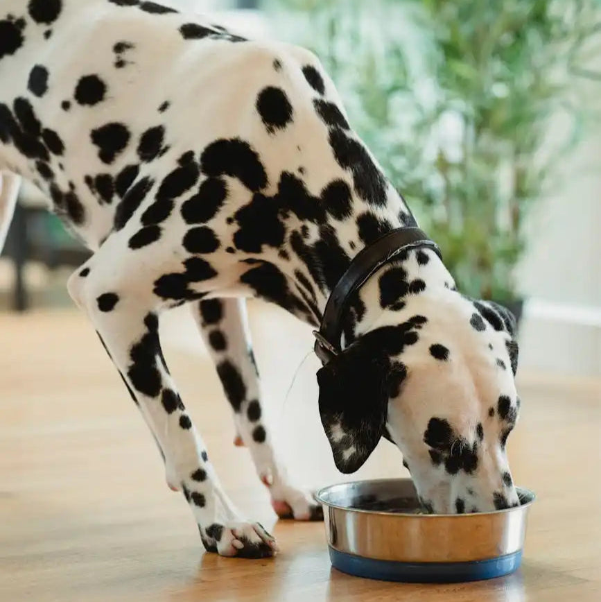Custom Homemade Diet Plan for Dogs