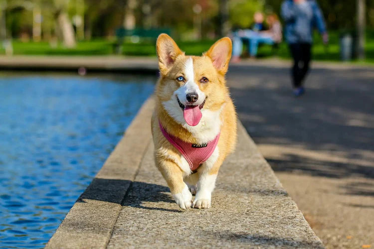 Canine & Feline Nutrition Consultations