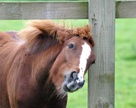 Sweet Itch in Horses: Causes, Symptoms, and Nutritional Support