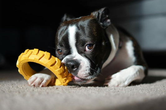 Vitamins in Homemade Dog Diets: Natural vs. Synthetic — What’s Best for Your Dog?