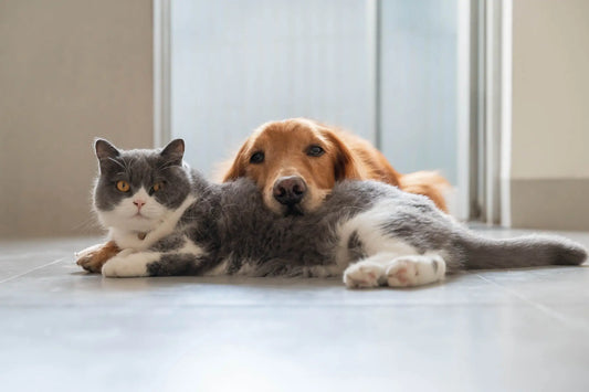 Crafting the Perfect Homemade Dog and Cat Food