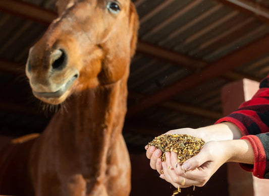 Tips for Safe and Easy Horse Medication Administration