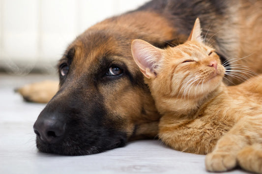 Understanding Your Pet’s Protein Requirements
