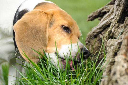 Why Do Dogs Eat Grass? Uncovering Common Myths