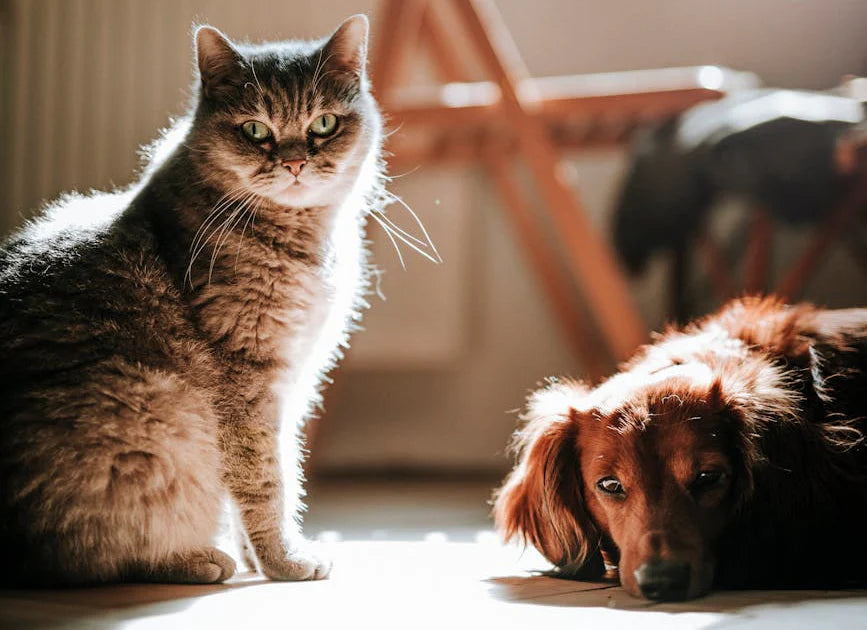 Kidney-Friendly Diets for Cats and Dogs: How Nutrition Supports Renal Health