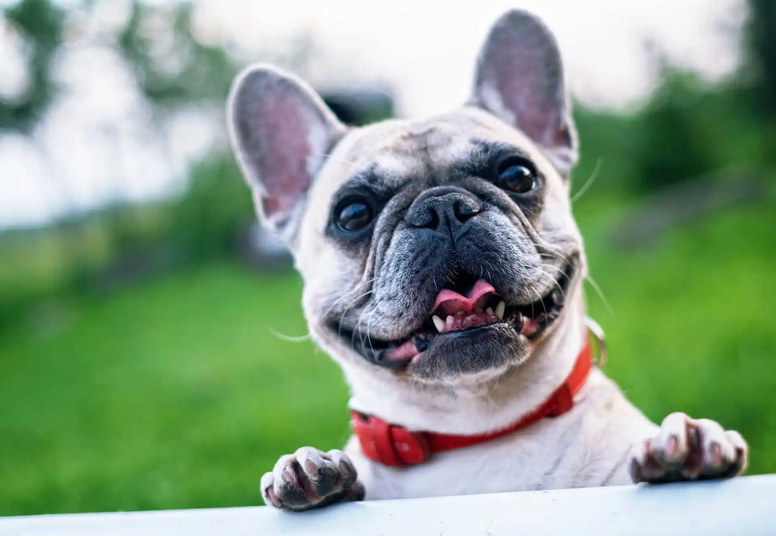 Tailored Nutrition for Cats and Dogs: A Path to Optimal Health