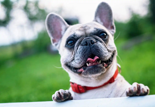 Tailored Nutrition for Cats and Dogs: A Path to Optimal Health